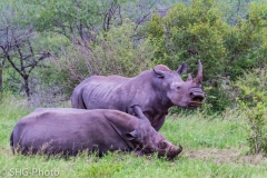 SHG-Photo-6995