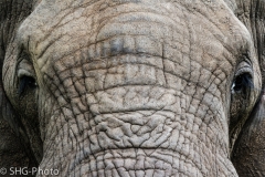 SHG-Photo-7121