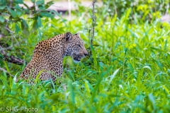 SHG-Photo-8249