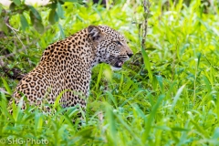 SHG-Photo-8262