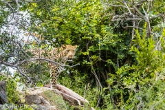 SHG-Photo-8437