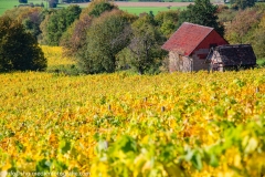 Vineyard Shed in Autumn 2